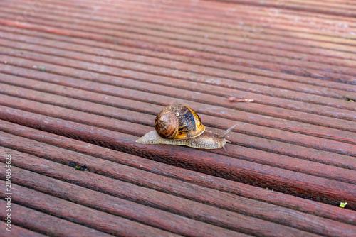 Bild auf Leinwand Garden Snail Crawling Across Wooden Deck