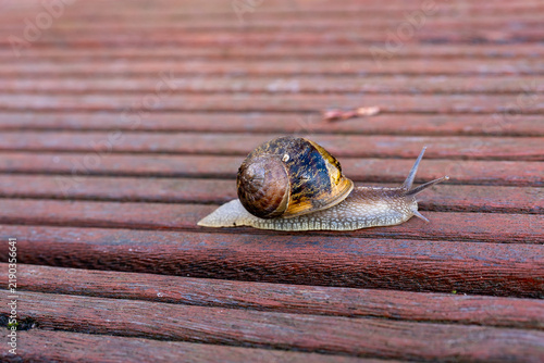 Bild auf Leinwand Garden Snail Crawling Across Wooden Deck