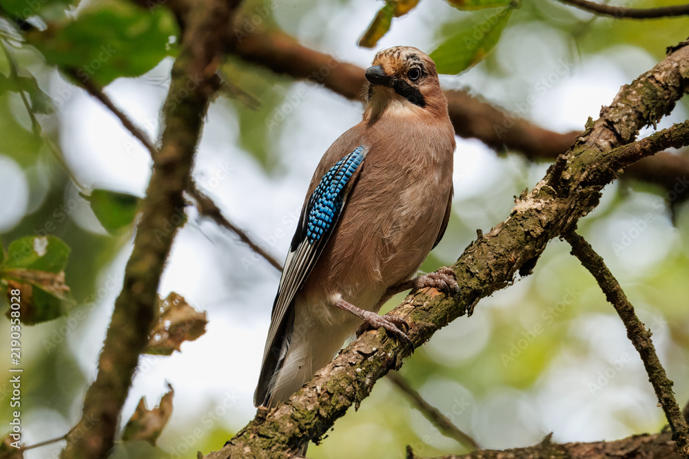 Fototapeta premium A close-up of a Eurasian jay (Garrulus glandarius) perched on a branch and looking toward the camera lens on a sunny autumn day against a blurred leaves background. 