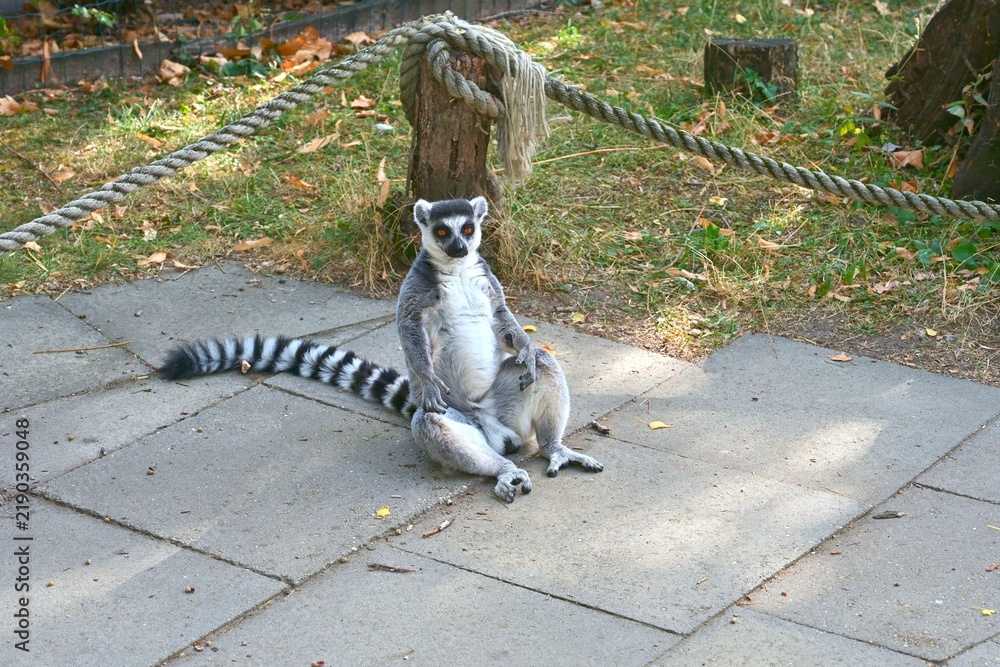 Obraz premium Ring Tailed Lemur Sitting Upright on Stone Path in Naturalistic Enclosure