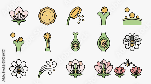 Vector icon set illustrating the plant pollination process, including flower anatomy, pollen grains, anthers, stigma fertilization, bees transporting pollen, and wind pollination stages.