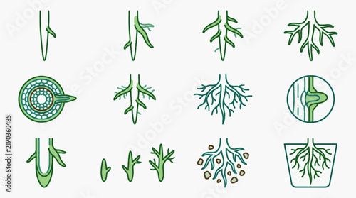 Educational vector illustrations of plant root system development, including taproots, fibrous roots, root hair cross-sections, growth in soil, and potted plant structures in green.