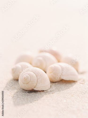 Cluster of white spiral seashells resting on warm sandy beach