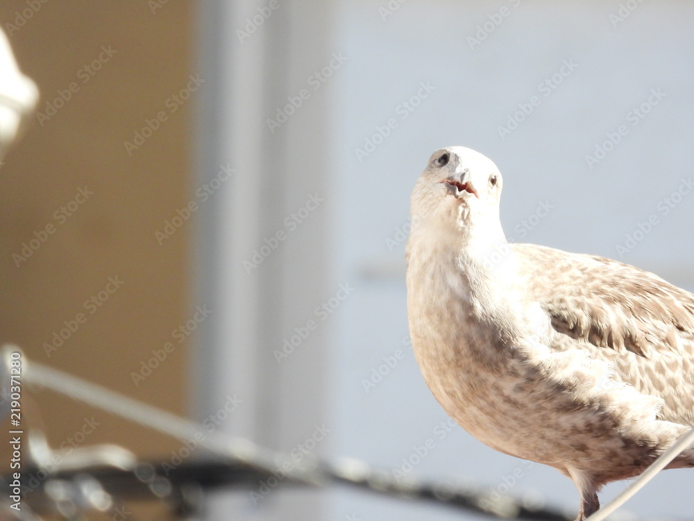Obraz premium photo of little seagull chicks 