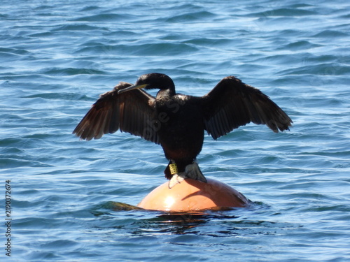 Foto Phalacrocorax carbo birds perched on the sunken ship