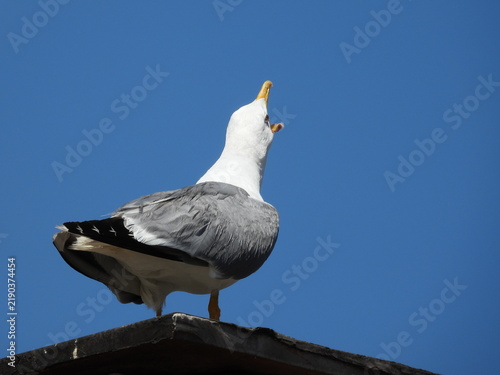 natural white seagull photo on the roof	
