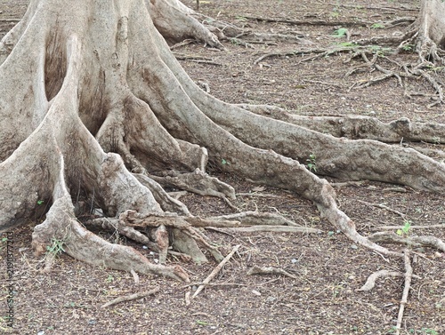 Mature tree roots sprawling across dry earth with tangled, gnarled bark and sparse green shoots under diffuse daylight