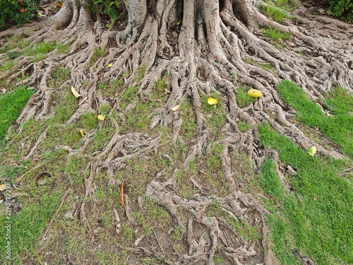 Massive tree roots sprawling through green grass with scattered yellow leaves and textured bark under natural daylight