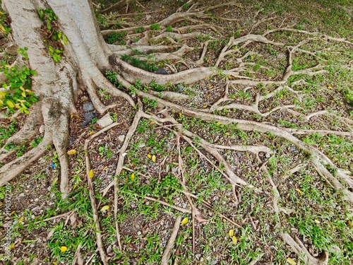 Mature tree roots sprawling through grass with scattered yellow leaves and textured bark under natural daylight