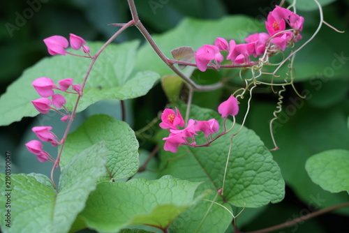 Fotografía Vibrant Pink Coral Vine Flowers Blooming in Garden