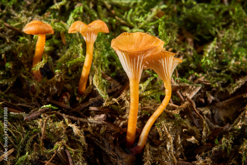 Fotografie Cluster of orange pinewood gingertail mushrooms growing among forest moss