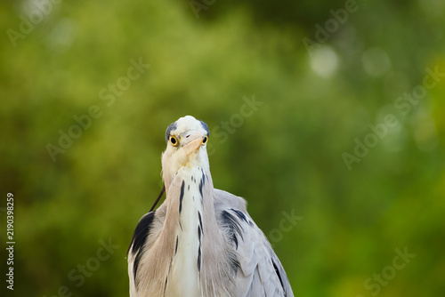 Foto Grey heron shown from the front in close-up, looking toward the camera against a softly blurred green background