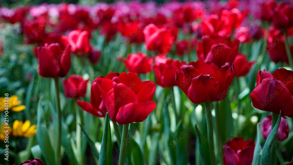 Obraz premium Beautiful red tulip flowers blooming in the garden during spring season.
