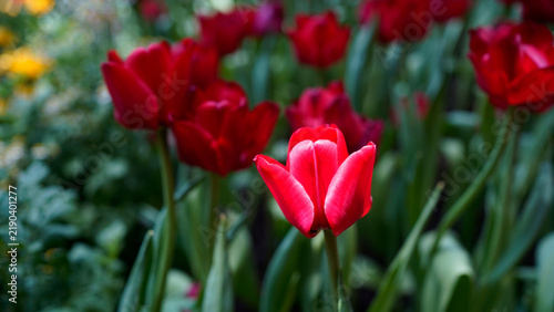 Beautiful red tulip flowers blooming in the garden during spring season.