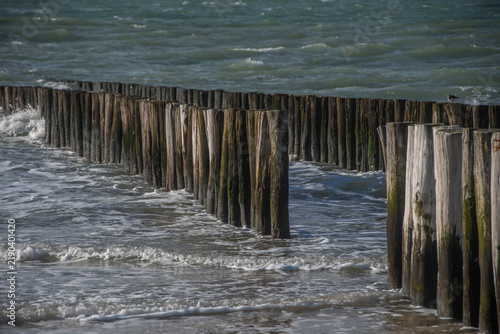 Wooden Groynes and Waves on the North Sea Coast in Westkapelle, Netherlands