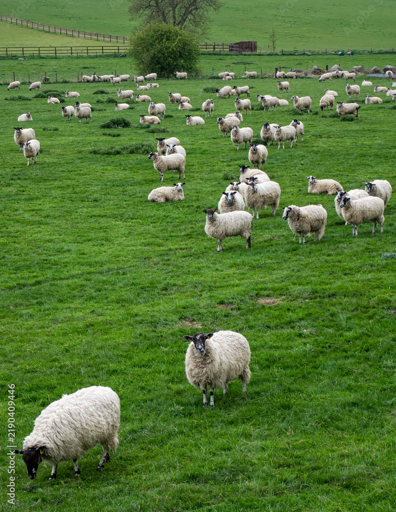 Obraz premium Domestic animals grazing on a rolling green hill farm