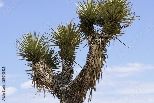 Close up of the treetop of a Joshua tree (Yucca brevifolia) in Joshua Tree National Park, California, in front of a clear blue sky 