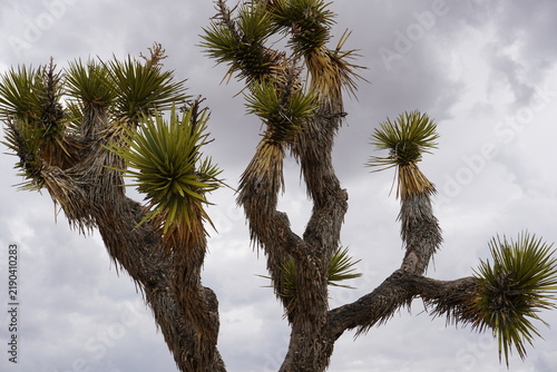 Joshua tree or yucca palm tree (Yucca brevifolia) treetop  close up; Joshua Tree National Park, California, United States of America