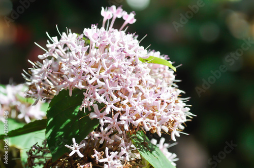Foto Chinese Glory Bower, Clerodendrum bungei Steud or Glory Bower or Lamiaceae or Ro