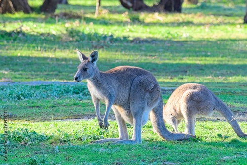Bild auf Leinwand Watchful eastern grey kangaroos in the late afternoon sunlight, Woodlands Historic park, Victoria Australia