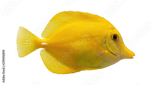 Vibrant yellow tang fish swimming sideways isolated against white background showcasing bright tropical marine life photography
