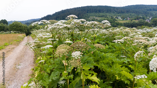 Thickets of Heracleum sosnowskyi  (Sosnowsky's hogweed) in the natural ecosystems of the Carpathians, in the Stryi River valley. The invasive, poisonous plant Sosnowsky's hogweed in natural ecosystems