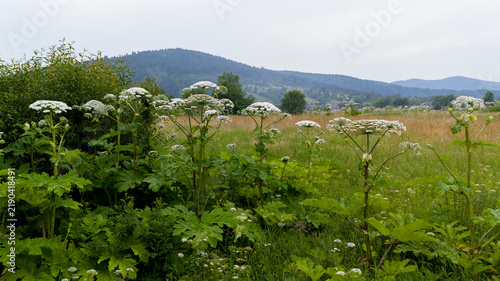 Thickets of Heracleum sosnowskyi  (Sosnowsky's hogweed) in the natural ecosystems of the Carpathians, in the Stryi River valley. The invasive, poisonous plant Sosnowsky's hogweed in natural ecosystems