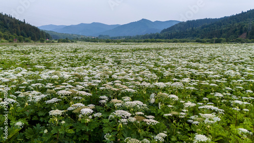Thickets of Heracleum sosnowskyi  (Sosnowsky's hogweed) in the natural ecosystems of the Carpathians, in the Stryi River valley. The invasive, poisonous plant Sosnowsky's hogweed in natural ecosystems