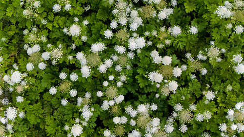 Thickets of Heracleum sosnowskyi  (Sosnowsky's hogweed) in the natural ecosystems of the Carpathians, in the Stryi River valley. The invasive, poisonous plant Sosnowsky's hogweed in natural ecosystems