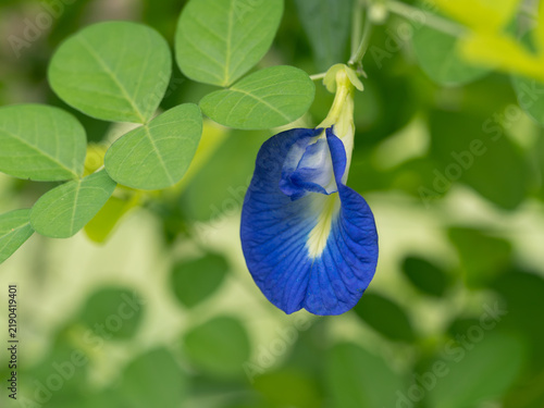 青色のチョウマメの花