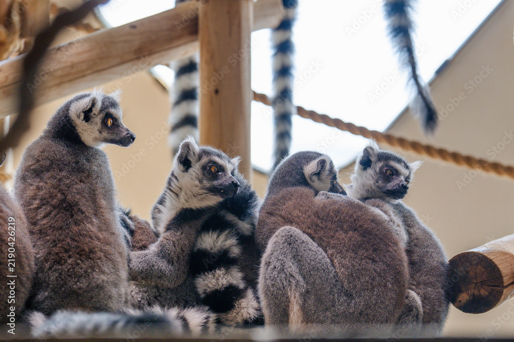 Obraz premium Group of Ring-Tailed Lemurs Sitting Together