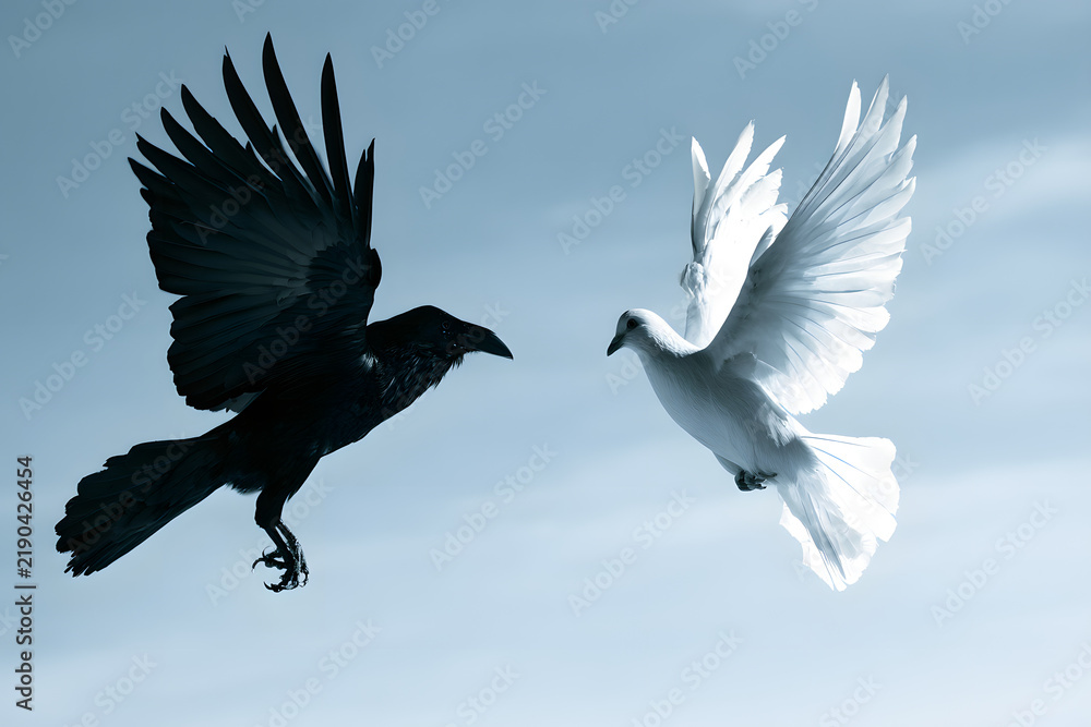 Obraz premium Contrasting juxtaposition of a dark raven and a white dove in flight, signifying duality and opposition
