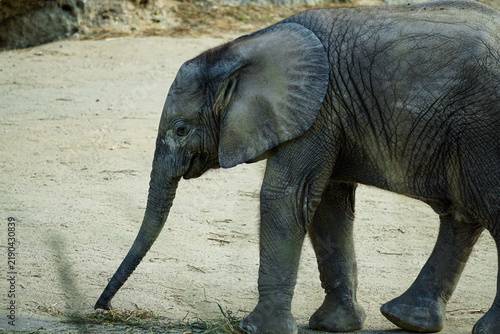 Fotografía Young African elephant walking across sandy terrain, highlighting its wrinkled skin, large ears, trunk, and developing body in a natural wildlife setting