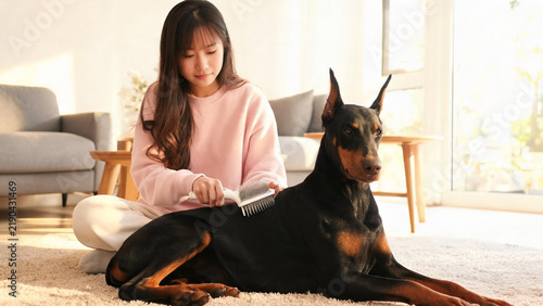 Young woman grooming Doberman dog in bright modern home interior