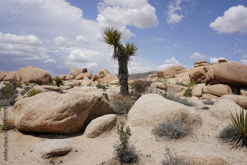 A lone Joshua tree or yucca palm tree stands in a rocky desert landscape panorama of Joshua Tree National Park, California.