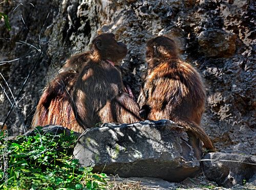 Konstfotografi Gelada baboon couple on the stone