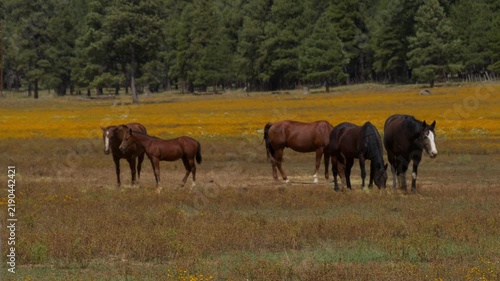 Horses grazing on a forest meadow blanketed with yellow flowers