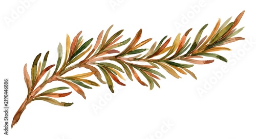 Watercolor Painting Of An Autumn Rosemary Sprig Isolated On A Pure White Background
