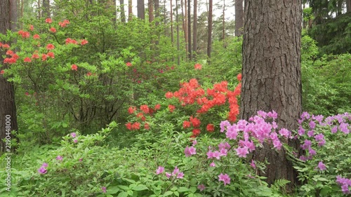 Rhododendron shrubs blooming in natural forest clearing in daylight