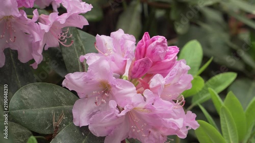 Pink Rose Marie rhododendron flowers and buds are captured in a detailed macro static shot. Suitable for botanical documentaries, horticultural guides, and spring nature presentations.