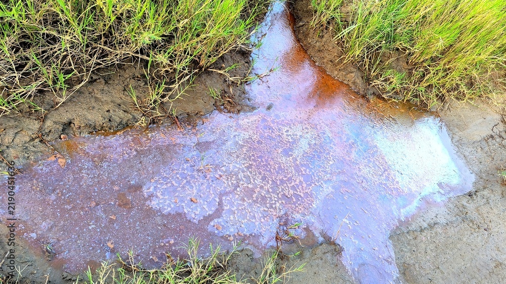 Obraz premium Oil slick on water surface with iridescent colors reflecting sunlight near grassy banks