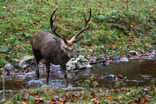 Sika deer stag with antlers standing in a shallow stream in an autumn forest