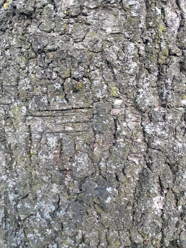 Close-up of rough tree bark in the forest. The bark is covered with scratches and moss. A weathered wooden surface. Vertical shot.
