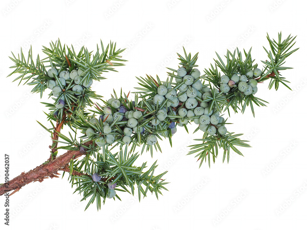 Obraz premium Branch of Juniper tree (Juniperus communis), with berries immature, isolated on white background