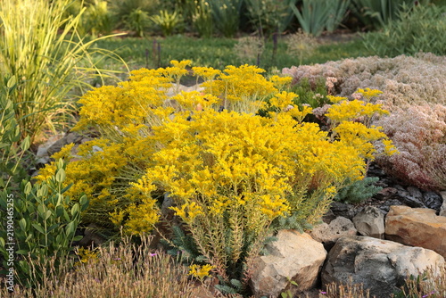 Foto Vibrant yellow blooming blue spruce stonecrop Sedum reflexum Blue Spruce cluster