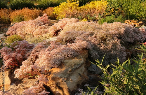 Fotografía Flowering Sedum album Murale cascading over natural rocks in a sunny rock garden