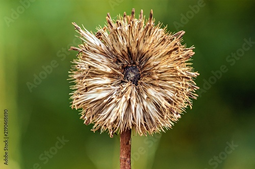 Fotografie Fruchtstand Kugeldistel
