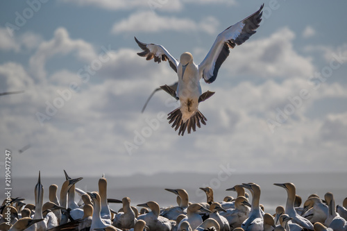 Fotografie Cape gannet with webbed feet and wings splayed wide as it glides in to land