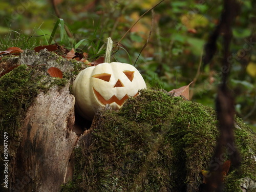 White jack o lantern pumpkin on mossy tree stump in autumn forest