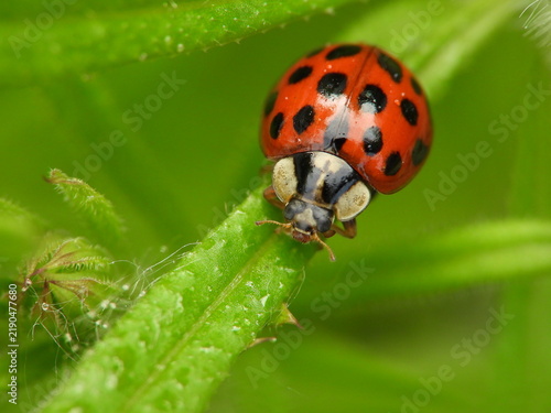 Red ladybug with black spots walking on bright green leaf in macro view